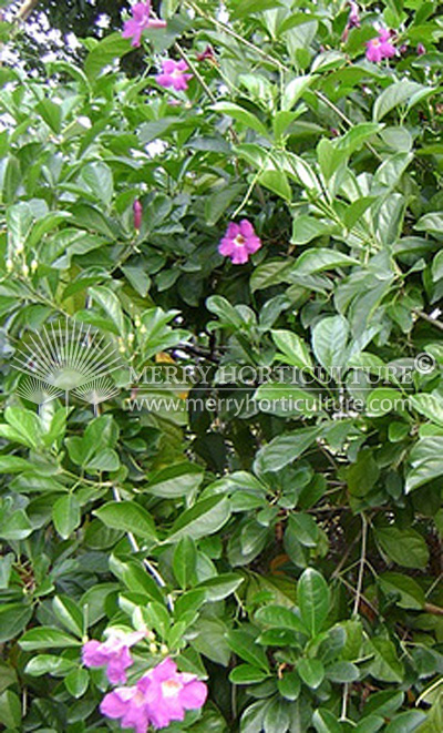 Saritea magnifica